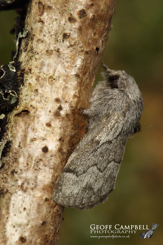 Pale Eggar