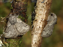 Pale Eggar (Trichiura crataegi)