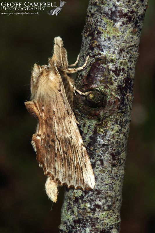 Pale Prominent