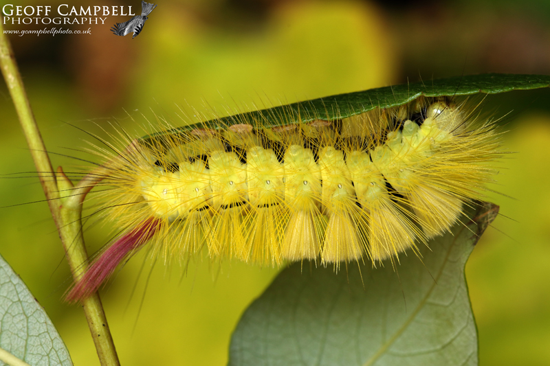 Pale Tussock