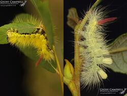 Pale Tussock Caterpillar