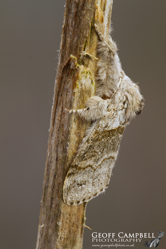 Pale Tussock
