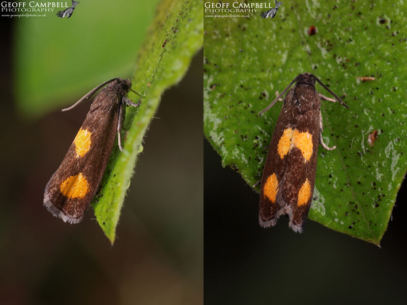 49.379 Pammene aurana (Double-orange Spot)