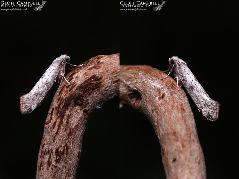 16.019 Paraswammerdamia albicapitella