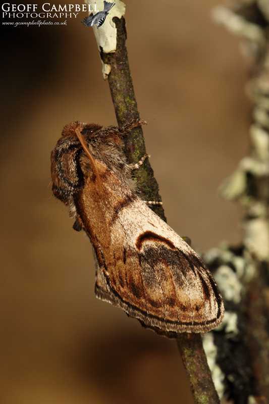Pebble Prominent