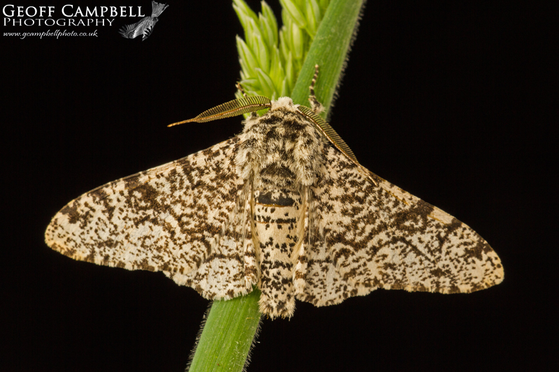Peppered Moth