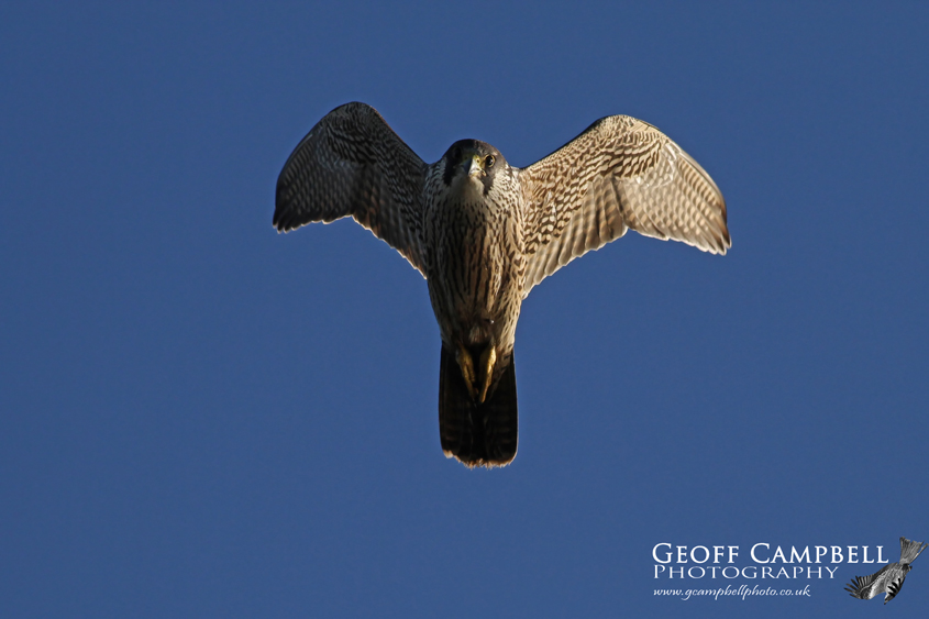 Peregrine - Eyes Locked On