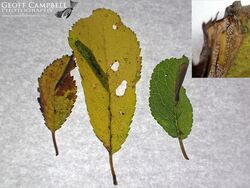 15.049 Phyllonorycter spinicolella - Blackthorn Leaf-miner