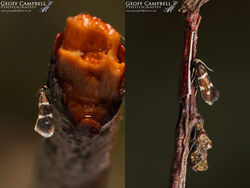 8.005 Phylloporia bistrigella - Striped Cutter