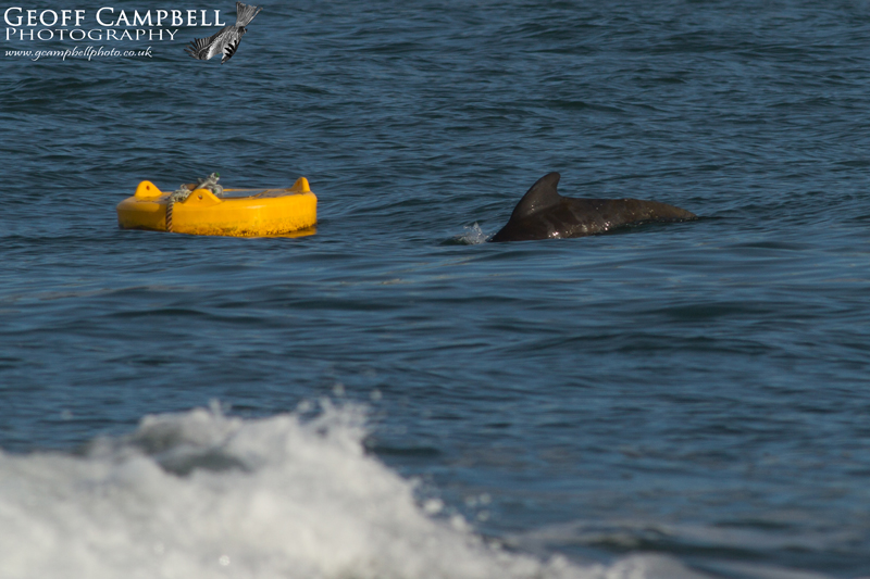 Pilot Whale