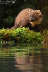Pine Marten (Martes martes)