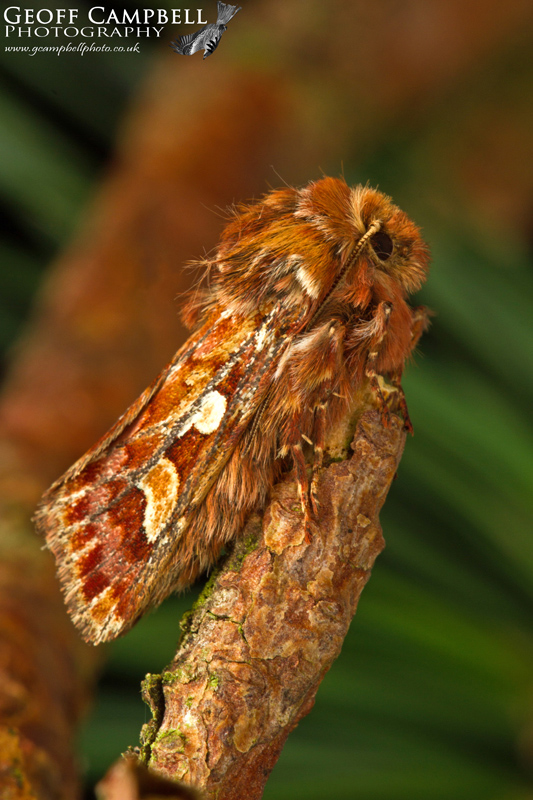Pine Beauty