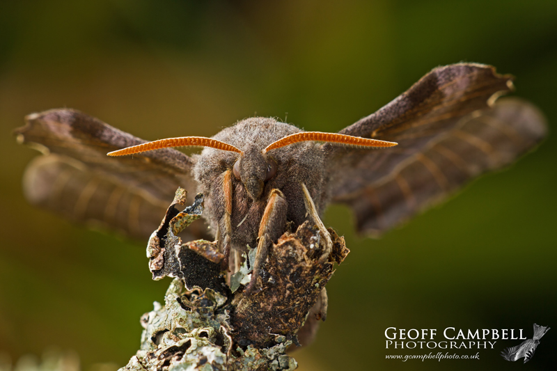 Poplar Hawkmoth