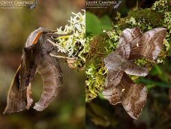 Poplar Hawk-moth (Laothoe populi)