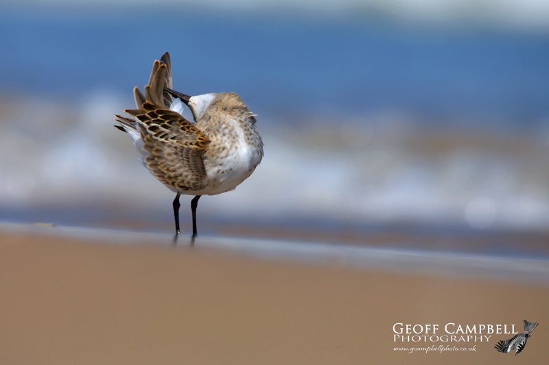 Preening Dunlin