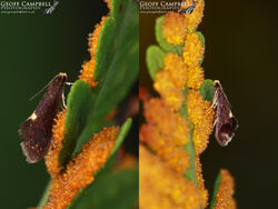 12.048 Psychoides filicivora - Common Fern Moth