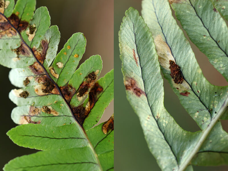 Psychoides filic