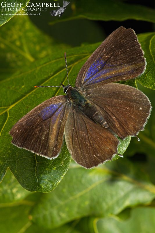 Purple Hairstreak
