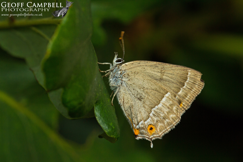 Purple Hairstreak