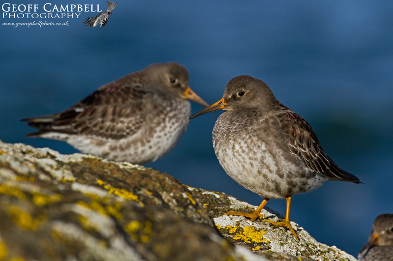 Purple Sandpiper