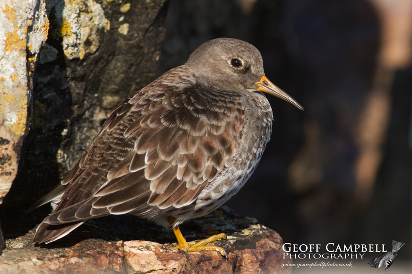 Purple Sandpiper