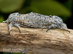 Puss Moth 1