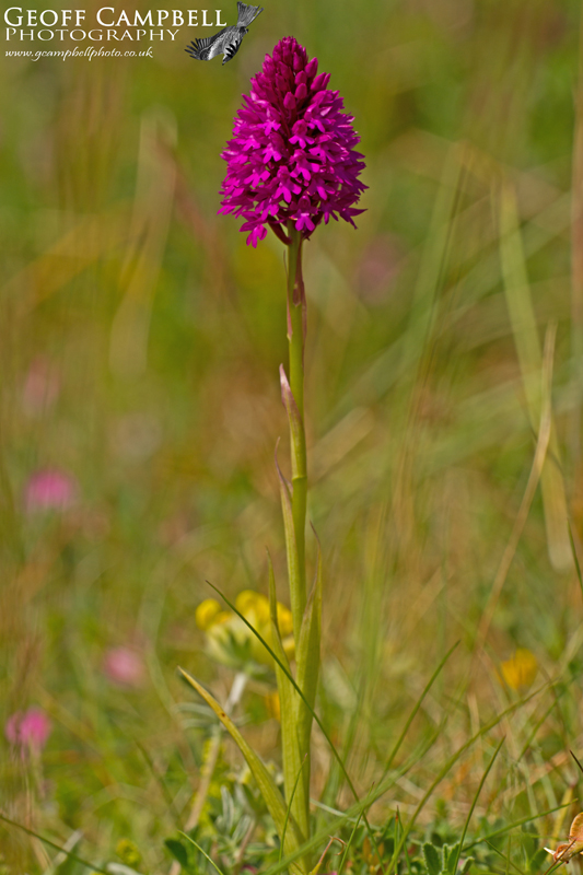 Pyramidal Orchid