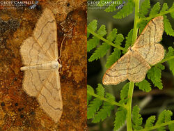 Riband Wave (Idaea aversata)