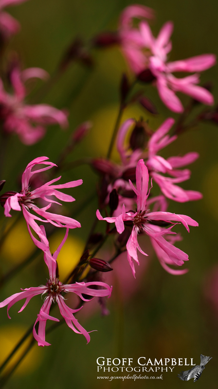 Ragged Robin