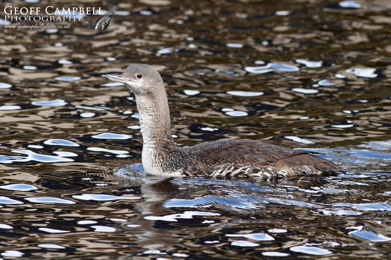 Red-throated Diver