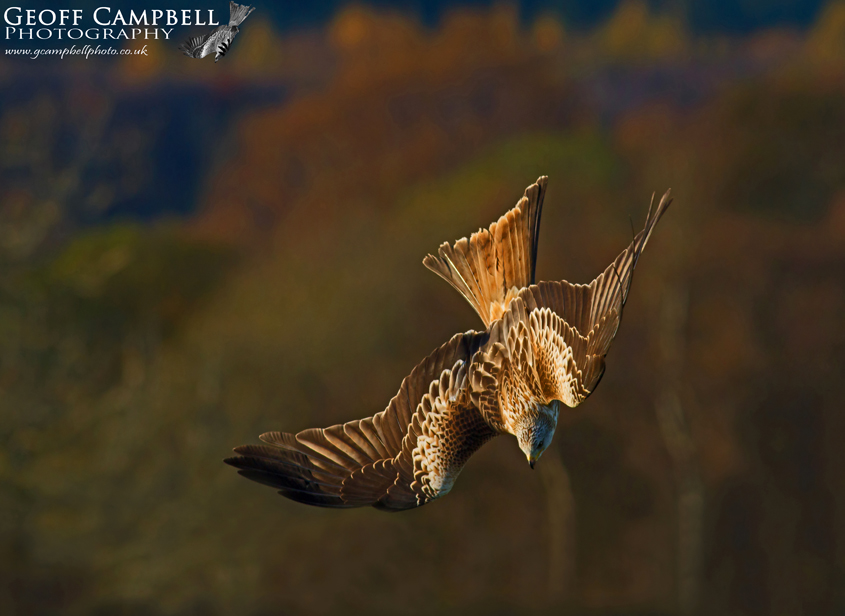 Red Kite