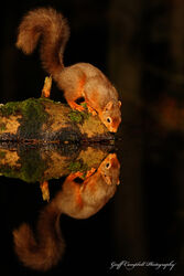 Red Squirrel (Sciurus vulgaris)