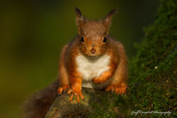 Red Squirrel (Sciurus vulgaris)