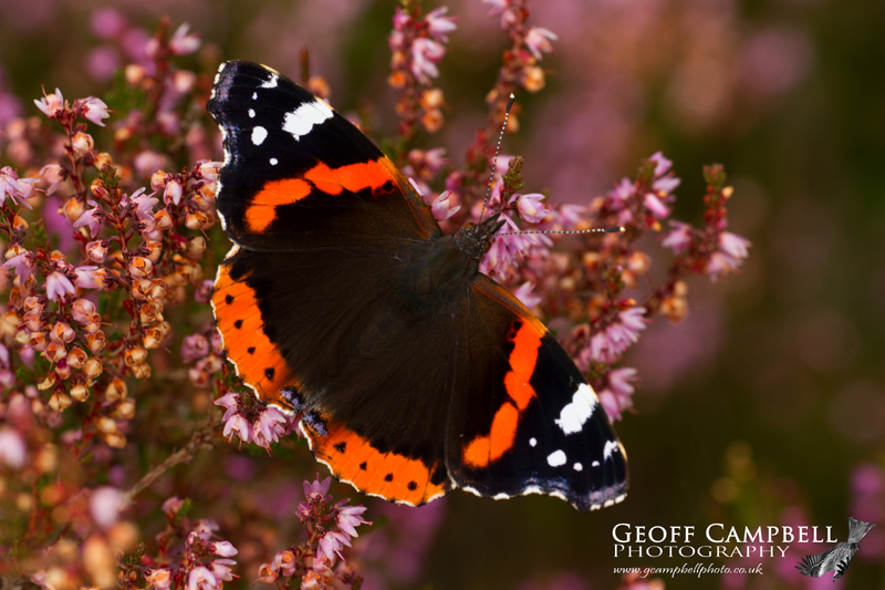 Red Admiral