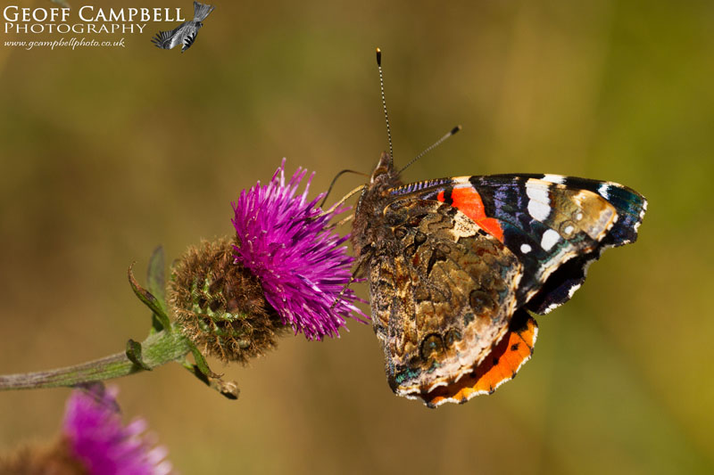 Red Admiral Underwing