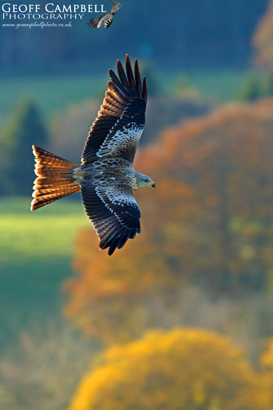 Autumnal Red Kite