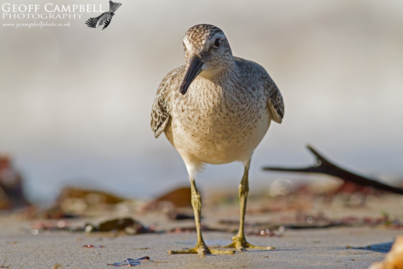 Red Knot