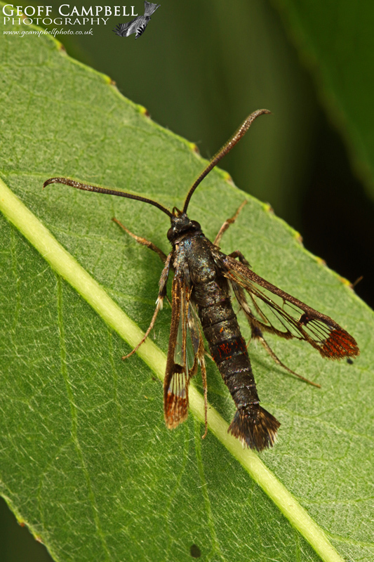 Red Tipped Clearwing