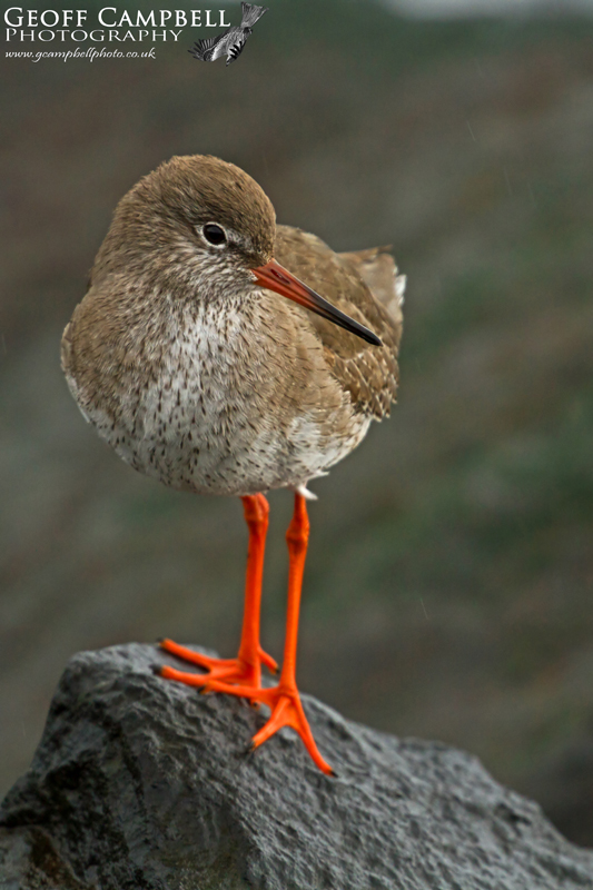 Redshank