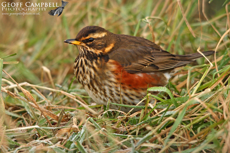 Redwing