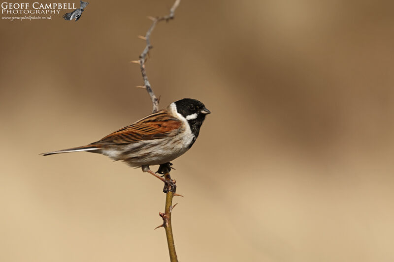 Goldfinch (Carduelis carduelis)