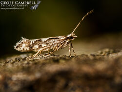 18.005 Rhigognostis annulatella - Coast Diamond-back