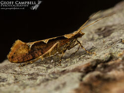 18.006 Rhigognostis incarnatella - Northern Diamond-back