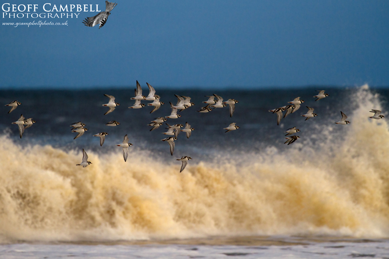 Ringed Plover
