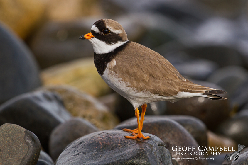 Ringed Plover