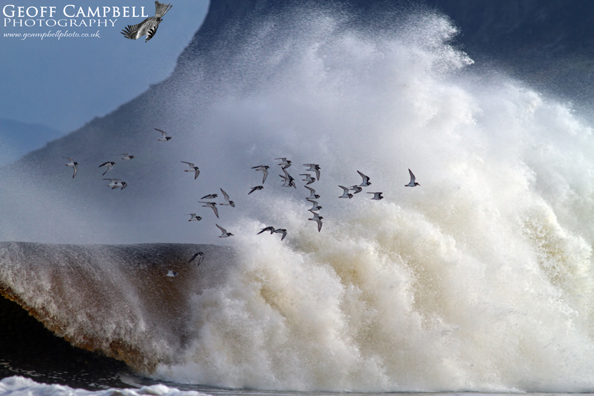 Ringed Plover in the Storm