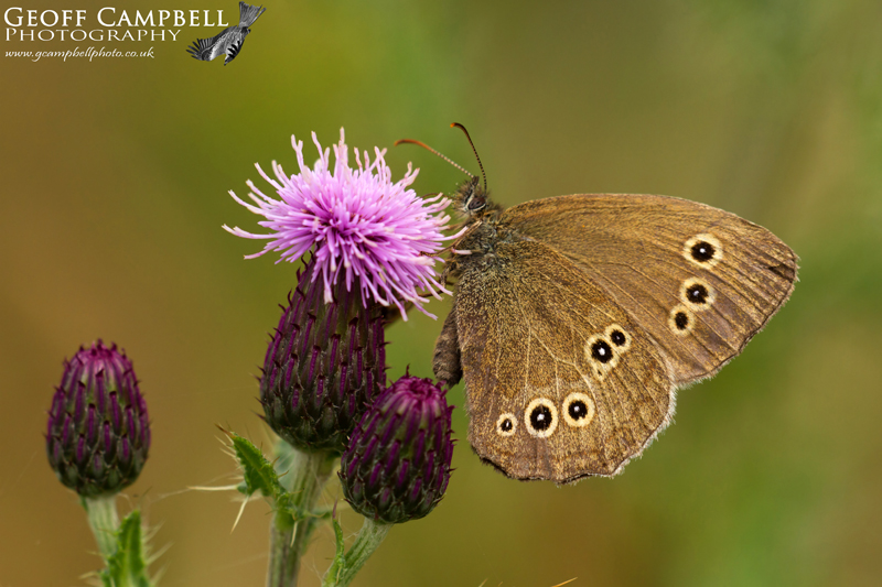Ringlet
