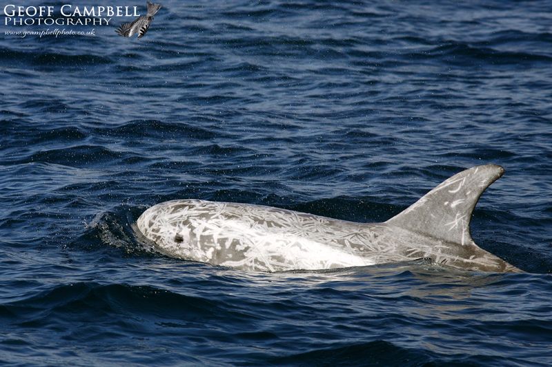 Rissos Dolphin