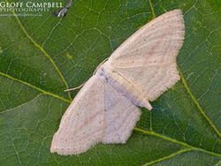 Rosy Wave (Scopula emutaria)