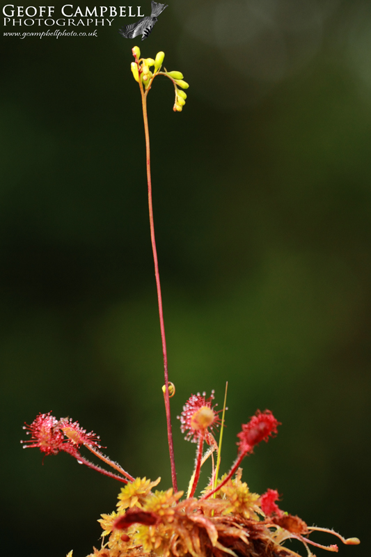 Round leaved Sundew